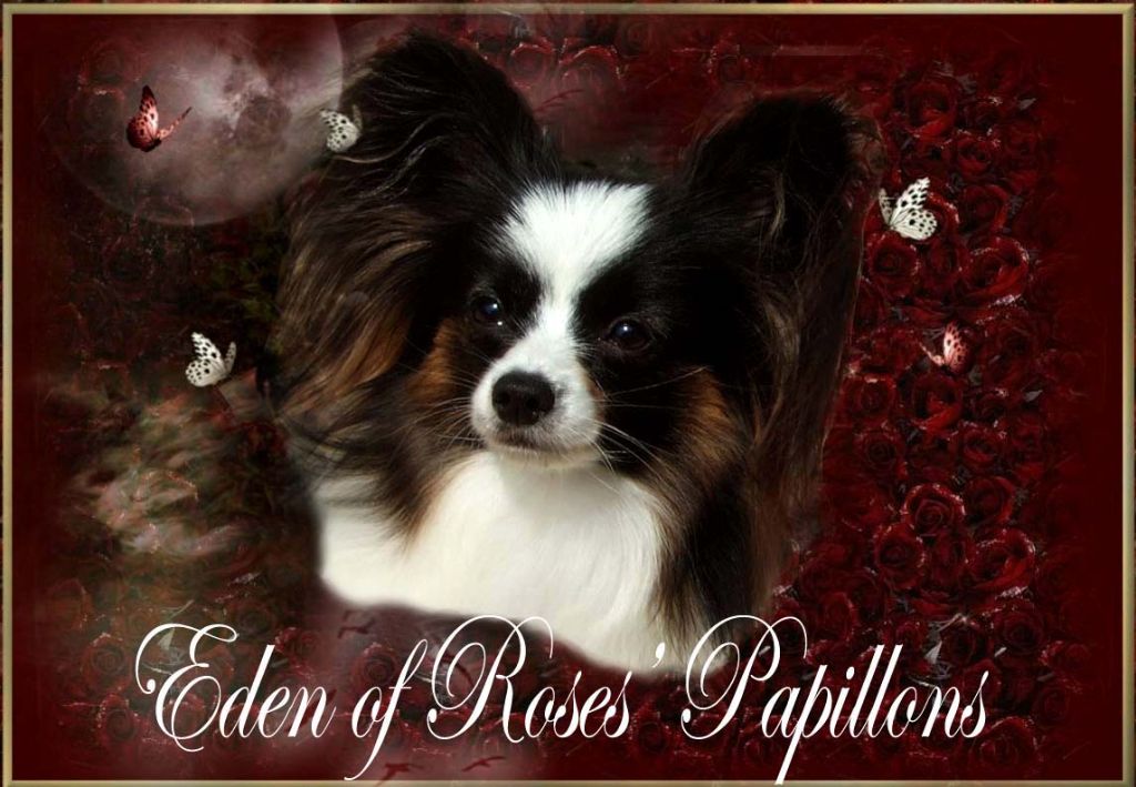 at Eden of Roses - SITE EN COURS