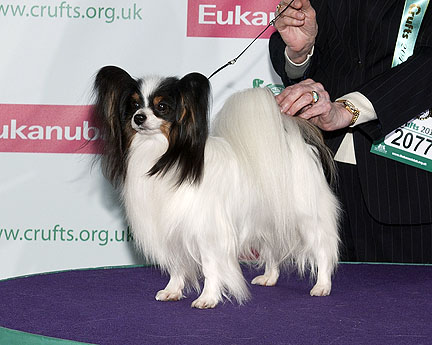 at Eden of Roses - CRUFTS 5-8 MARS 2015