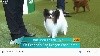  - VIDEOS CRUFTS 2018