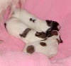  - THE FIRST LITTER