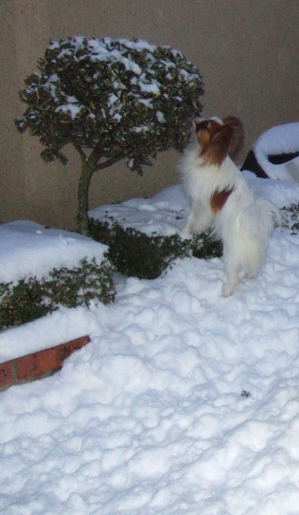 at Eden of Roses - PAPILLON DANS LA NEIGE