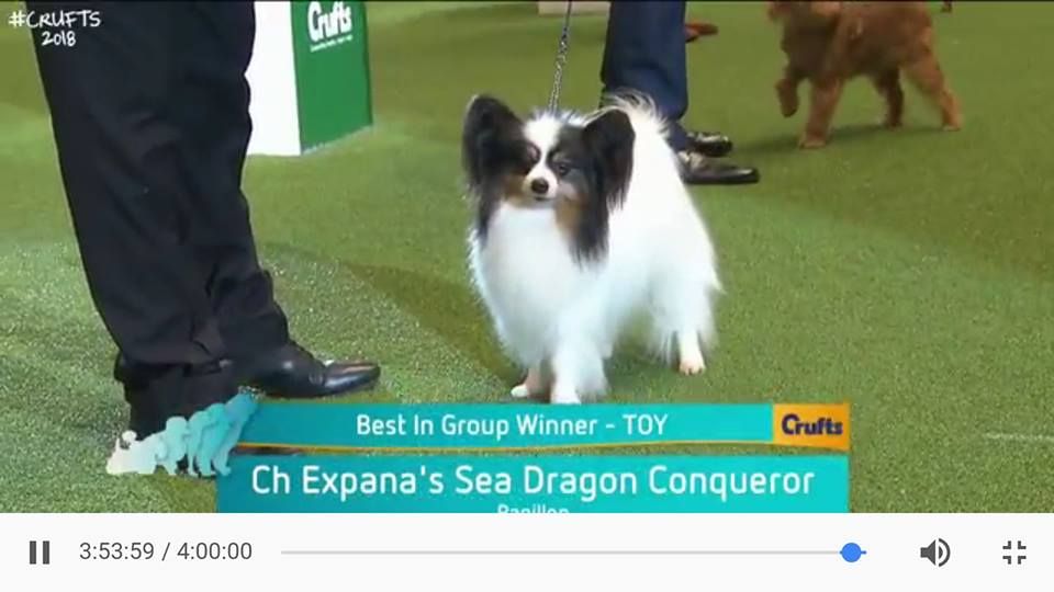 at Eden of Roses - VIDEOS CRUFTS 2018