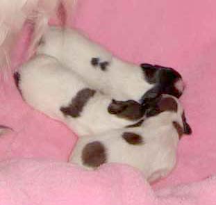 at Eden of Roses - THE FIRST LITTER