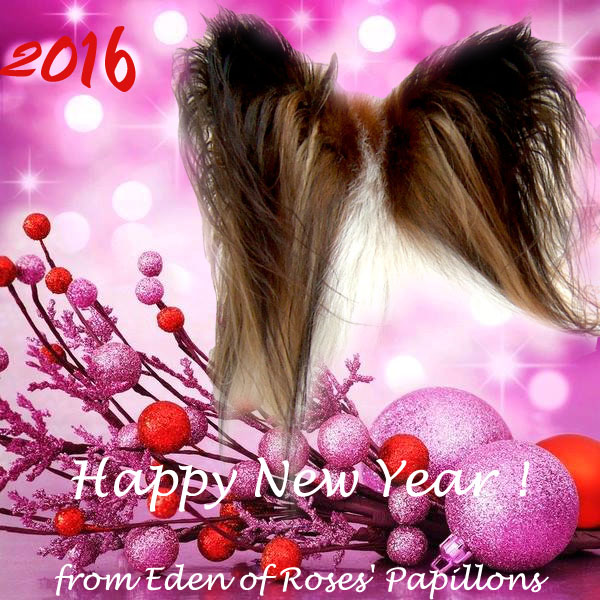 at Eden of Roses - HAPPY NEW YEAR 2016 !